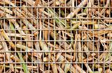 Closeup of sugar cane harvest
