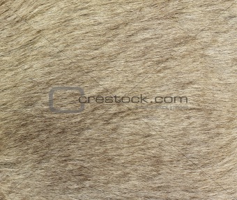 Closeup of the fur of a Kangaroo