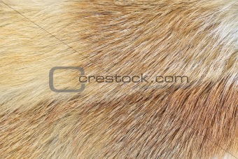 Mink (Mustela lutreola) fur background