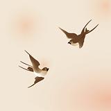 Chinese painting style swallows