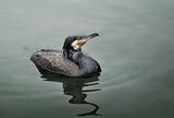 Cormorant swimming in Guilin