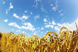 wheat over sky