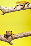 rainforest frog amphibian