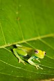 tree frog on leaf in tropical rainforest