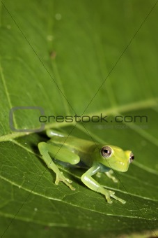 tree frog on leaf in tropical rainforest