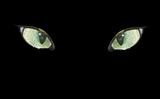 Cat eyes on the black.