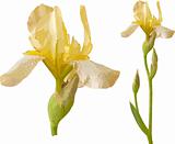 Vector yellow iris