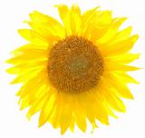 Vector sunflower.