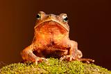 Toad on moss