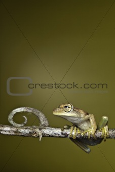 tree frog on twig in background copyspace