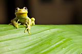 tree frog on twig in rainforest