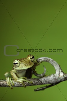 rainforest frog amphibian