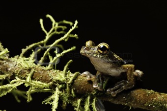 tree frog between moss
