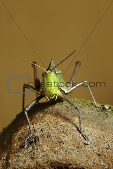 exotic grasshopper