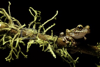 tree frog between moss