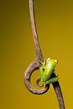 frog on twig