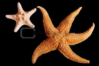 Two starfishes
