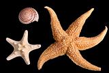 Starfishes and seashell