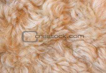 Fur background