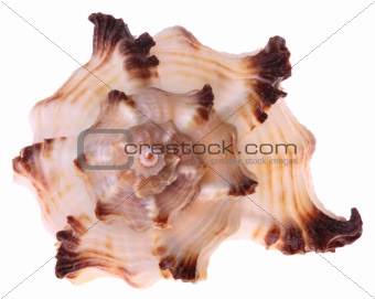 Seashell isolated 
