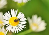 Carpenter Bee On A Flower