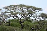 Acacia Tree - Tarangire National Park. Tanzania, Africa