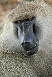 Baboon -  Tanzania, Africa