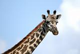 Giraffe - Tarangire National Park. Tanzania, Africa