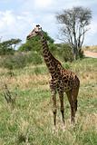 Giraffe - Tarangire National Park. Tanzania, Africa