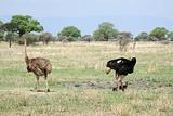 Ostrich Couple in Tarangire National Park. Tanzania, Africa