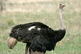 Male Ostrich in Tarangire National Park. Africa