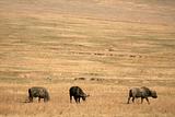 Buffalo Herd - Ngorongoro Crater, Tanzania, Africa