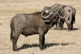 Buffalo - Ngorongoro Crater, Tanzania, Africa