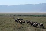 Wildebeest - Ngorongoro Crater, Tanzania, Africa