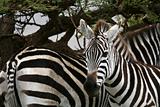 Zebra - Serengeti Safari, Tanzania, Africa