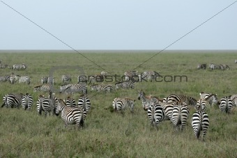 Zebra Herd - Serengeti Safari, Tanzania, Africa
