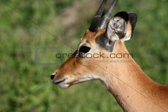 Impala Antelope - Serengeti, Tanzania, Africa