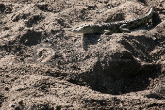 Crocodille - Serengeti Safari, Tanzania, Africa