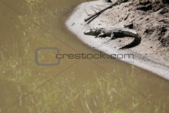 Crocodille - Serengeti Safari, Tanzania, Africa