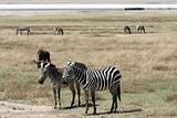 Zebra - Ngorongoro Crater, Tanzania, Africa