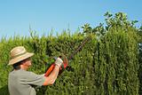 Pruning a hedge