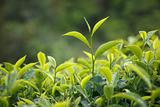 Tea bud and leaves