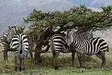 Zebra Herd - Serengeti Safari, Tanzania, Africa