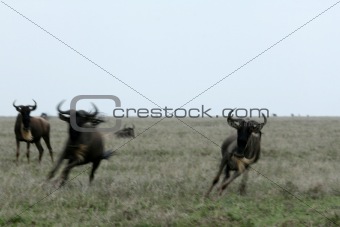 Wildebeest  - Serengeti Safari, Tanzania, Africa
