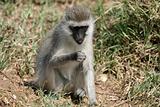 Vervet Monkey - Serengeti Safari, Africa
