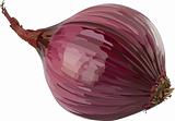 Vector red onion.