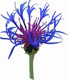 Vector wild blue flower.