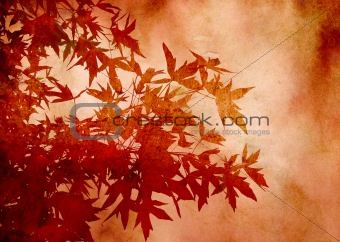 Textured decorative leaves of sweetgum for background or scrapbooking