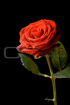 Red rose with water drops isolated on black