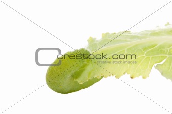Green caterpillar on leaf isolated